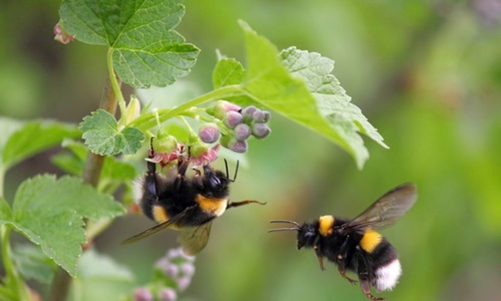 Conservation and Science Leaders Demand Protection of Wild Bumblebees