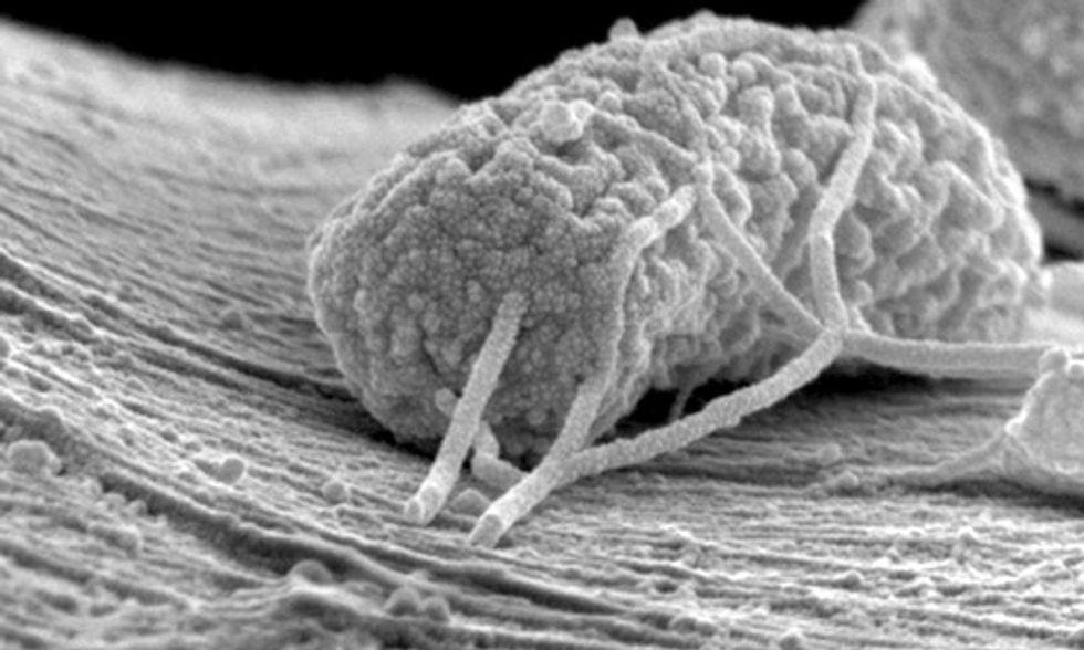 Stanford University Scientists Produce Electricity From Sewage