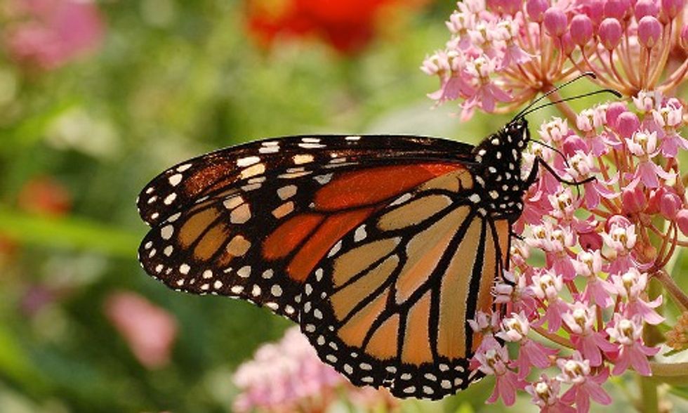 How You Can Help Prevent Decline of Monarch Butterflies Due to Roundup-Ready Genetically Engineered Crops