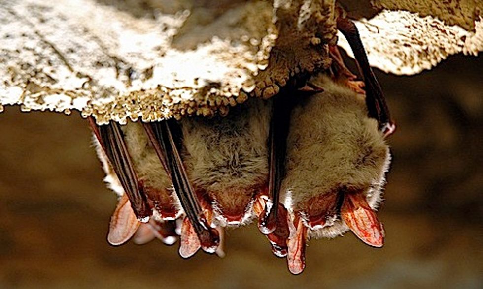 Bats Dying in Unprecedented Numbers EcoWatch
