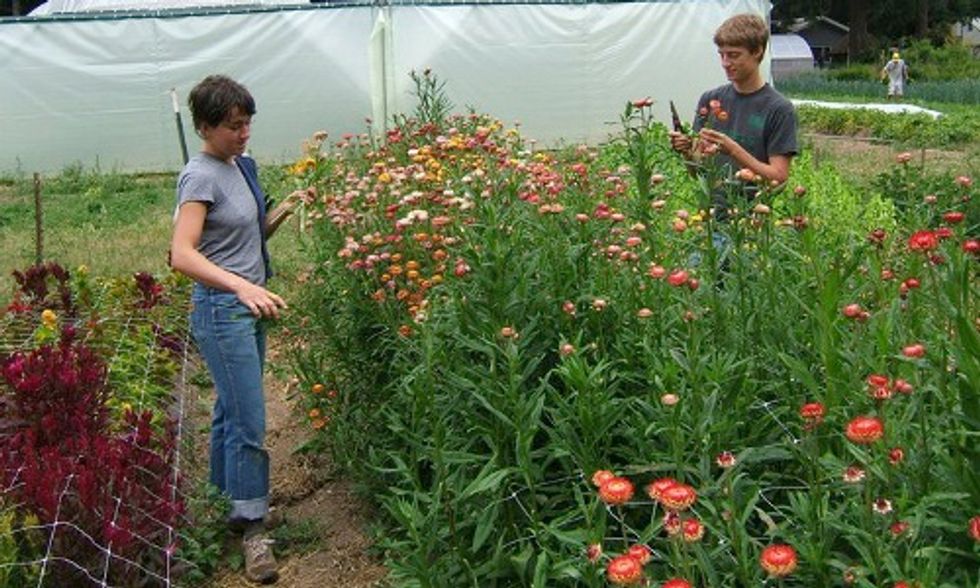 4 Universities Top the List for Going Green