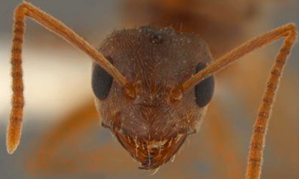 5 Invasive Insects That Wreak Havoc