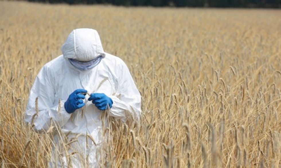 Washington Voting Down Initiative 522 to Label GMO Foods