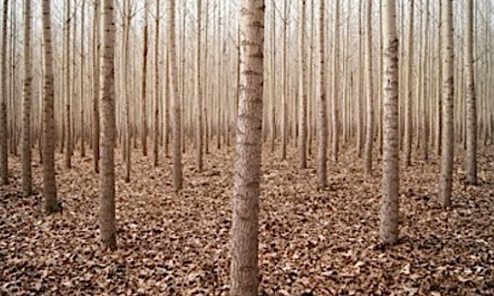 Report Details Potential Hazards of Genetically Engineered Trees Currently Under USDA Review