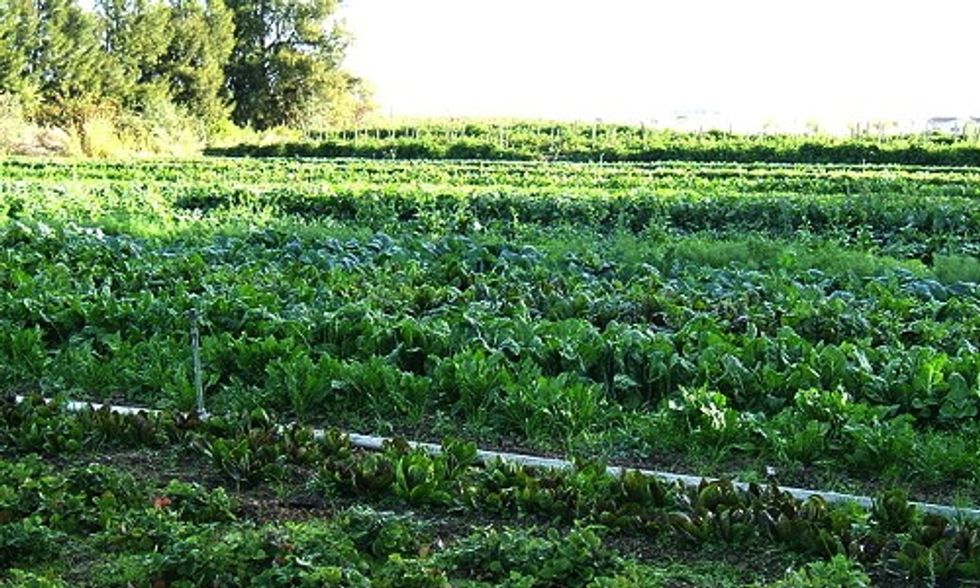 3 Ways Improving Your Diet Can Protect the Planet