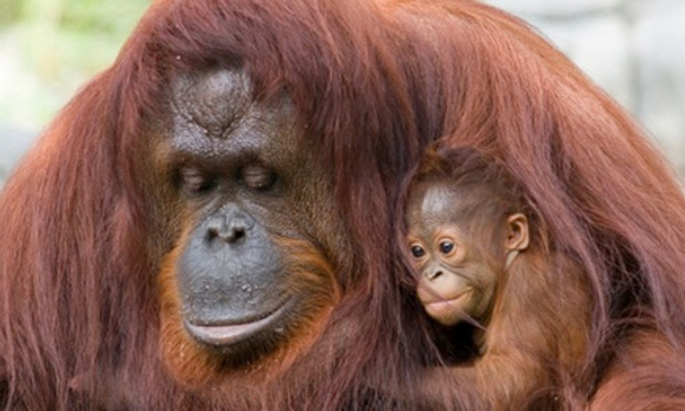 How Food With Palm Oil is Wiping Out Orangutans and Enslaving Workers