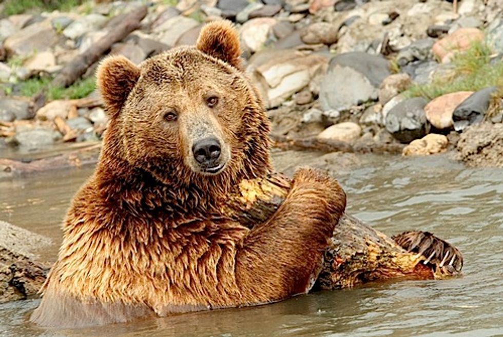 Feds Push Plan to Strip Endangered Species Act Protections for Yellowstone Grizzlies