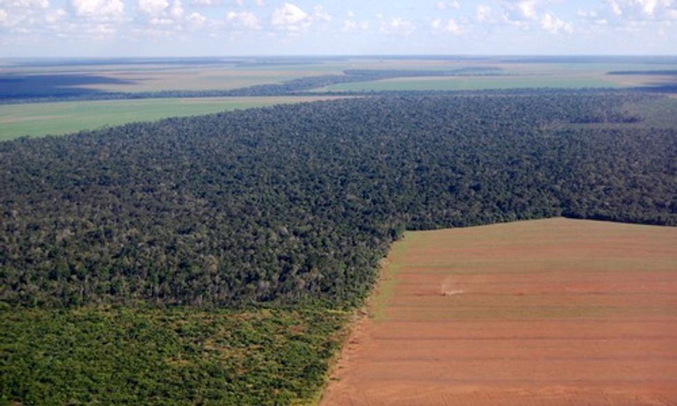 How Eating Meat Increases Demand for Soybeans and Threatens the Amazon