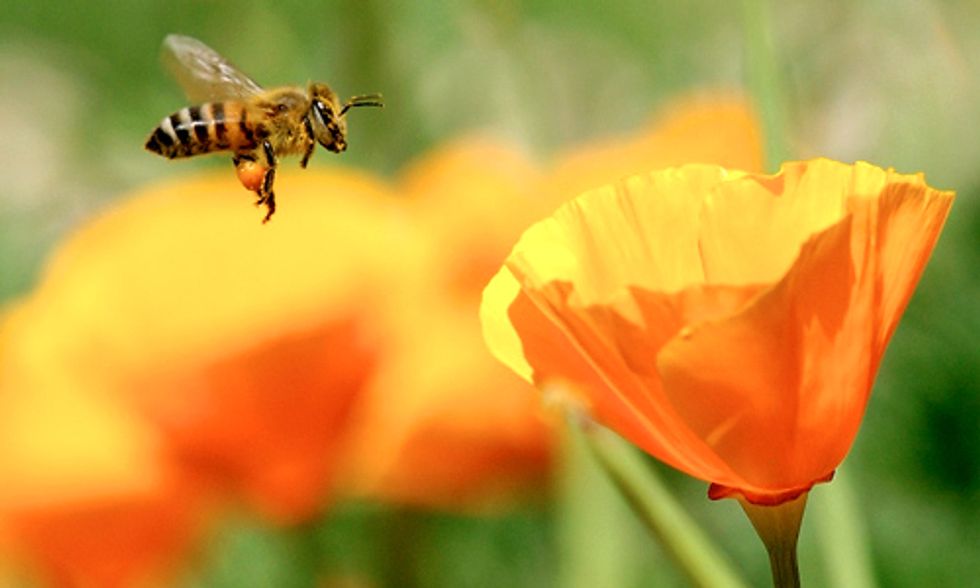 Pesticide Companies Sue EU Commission for Protecting Pollinators