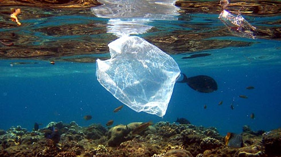 Plastic Debris in Oceans Spawns 'Plastisphere' of Microbes