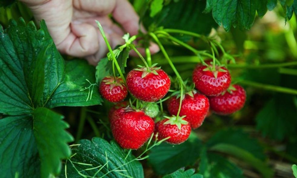 Small-Scale Farmers and Organic Produce Could Disappear Under Proposed FDA Rules