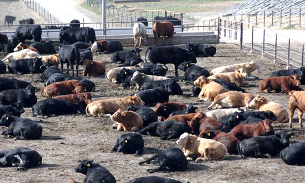 New Label Tells Consumers if Meat is Free of Growth-Enhancing Drugs