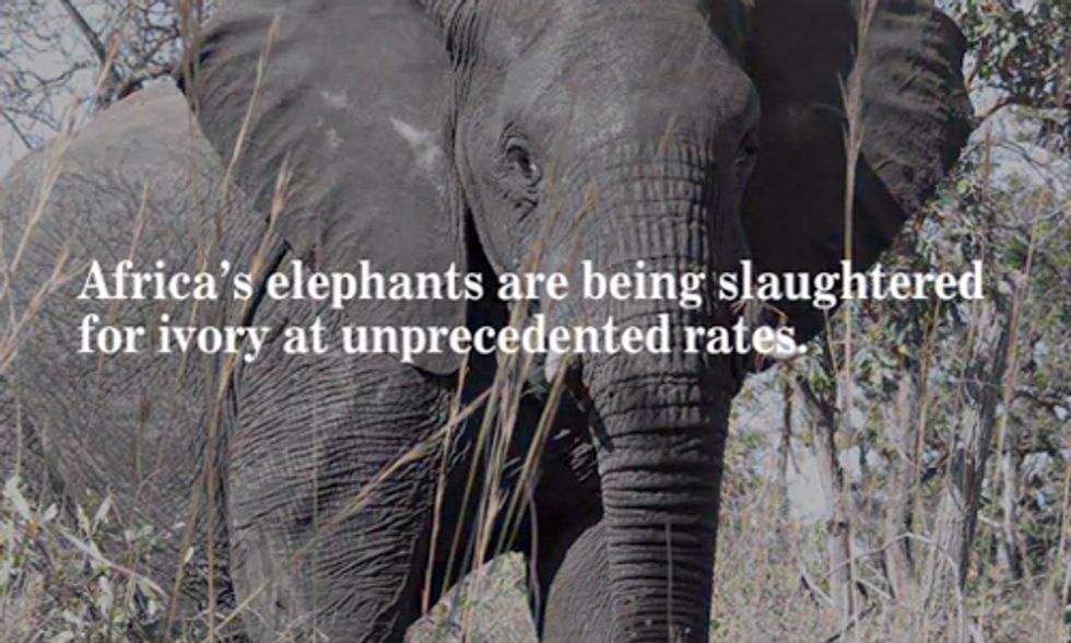 U.S. Destroys Confiscated Ivory, Sends Message that Elephant Poaching, Wildlife Trafficking Must be Crushed