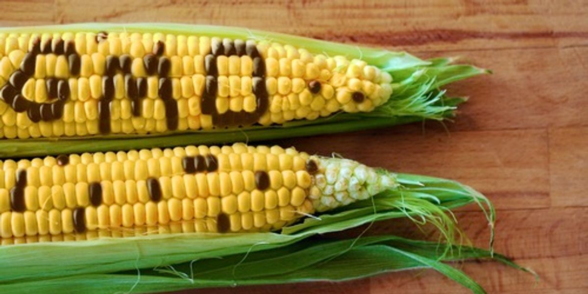 Monsanto’s Engineered Sweet Corn a Flop? EcoWatch
