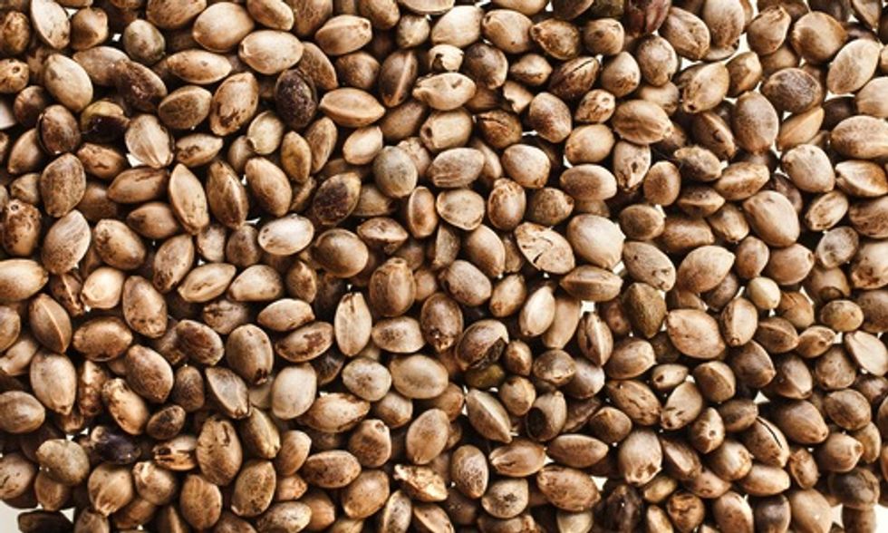 5 Ways to Include Superfood Hemp in Your Meals