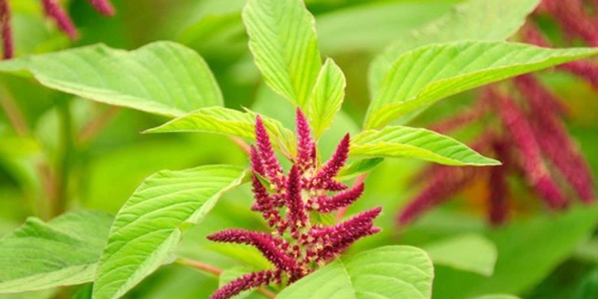 Examples Of Indigenous Plants In The Philippines