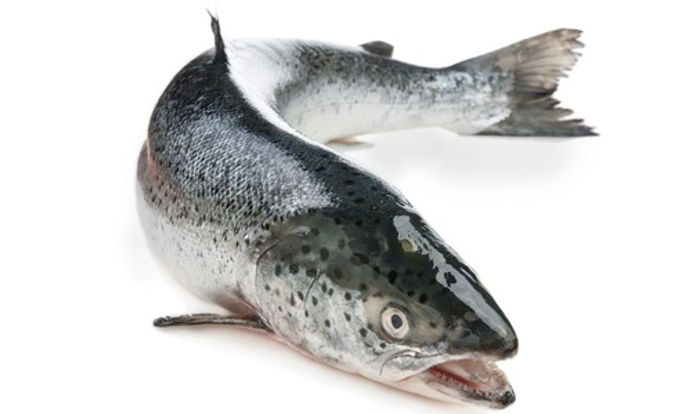AquaBounty's Experimental GMO Fish Operation Puts Wild Salmon, Environment at Risk