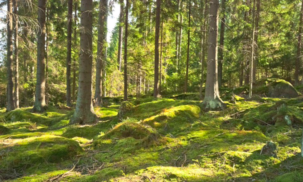 140 International Organizations Call for End to Biodiversity Offsetting Plans
