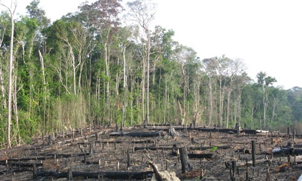 U.S. Banks Financing Rainforest Destruction for Palm Oil Plantations