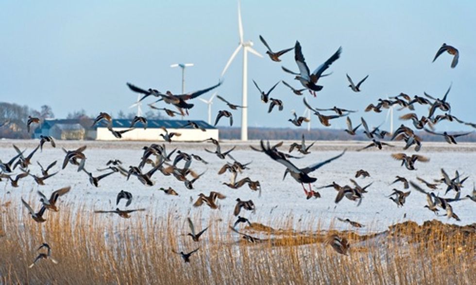 Wind Energy Company Fined $1 Million in First-Ever Settlement Over Bird Deaths Caused by Turbines