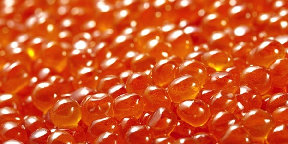 Canada Approves Modified Fish Eggs EcoWatch
