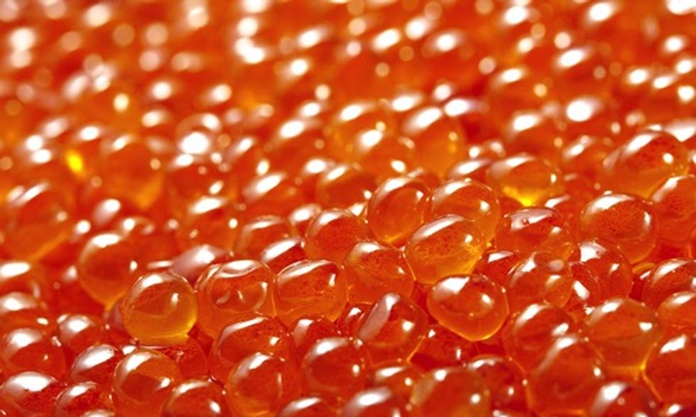 Canada Approves Genetically Modified Fish Eggs