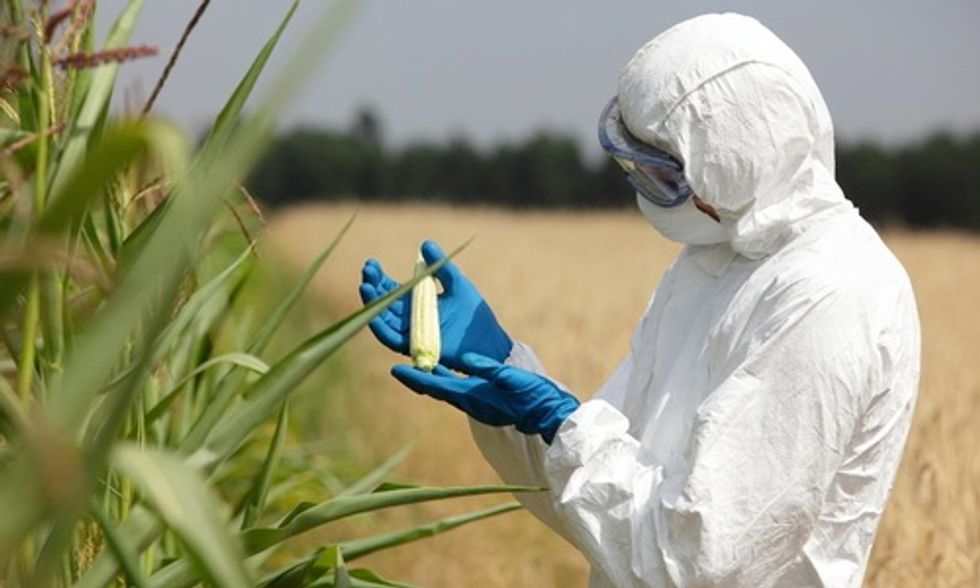 Can Genetically Modified Foods Trigger Gluten Sensitivity?