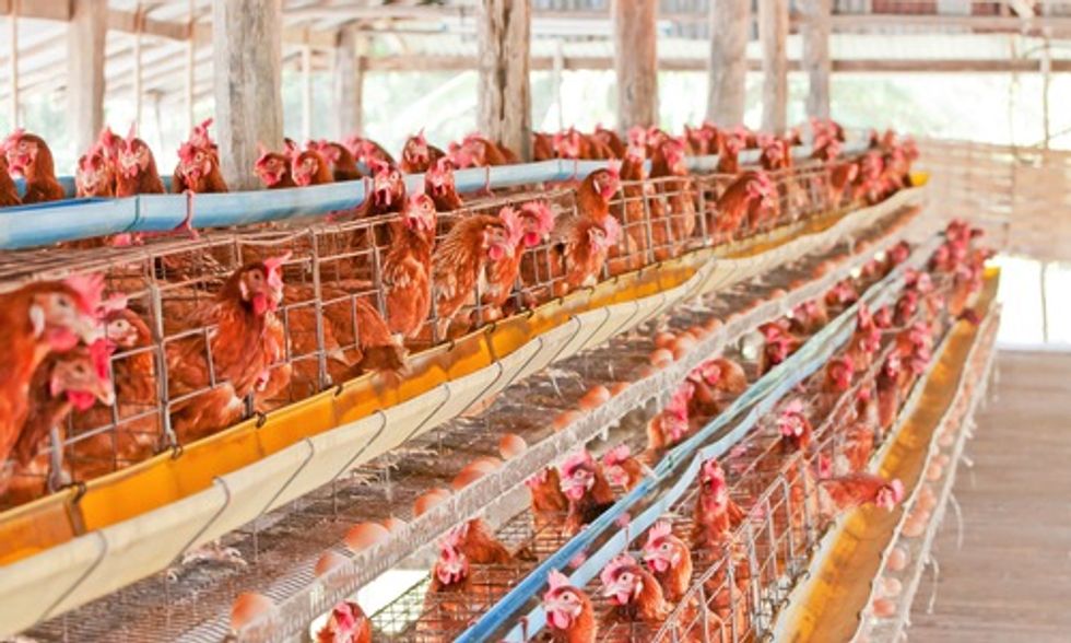 How to Avoid Factory Farmed Foods