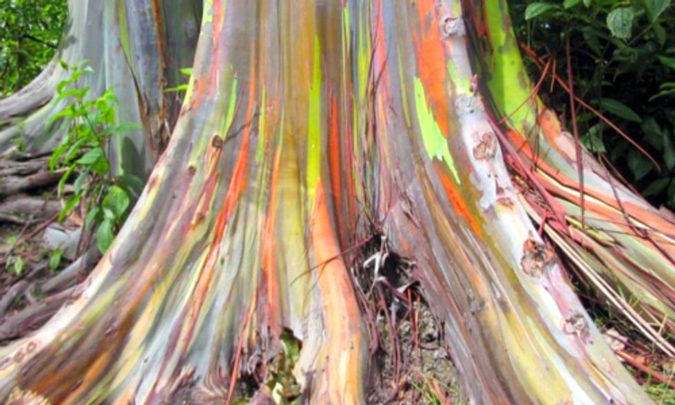 5 of the World's Most Amazing Trees