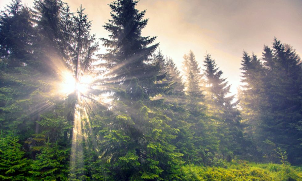 40+ Leading Scientists Call on EPA to Protect Forests From Biomass Industry