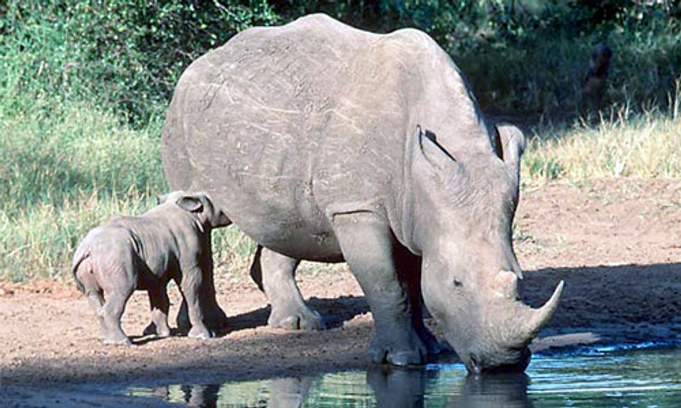 Prince William and Prince Charles Speak Out on Illicit Wildlife Trafficking