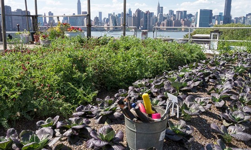 7 Ways to Reduce Toxic Soil Substances in Urban Gardens