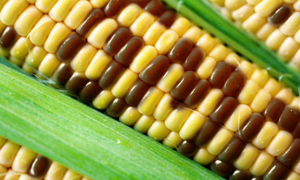 Journal Retracts GMO Study After Hiring Former Monsanto Employee