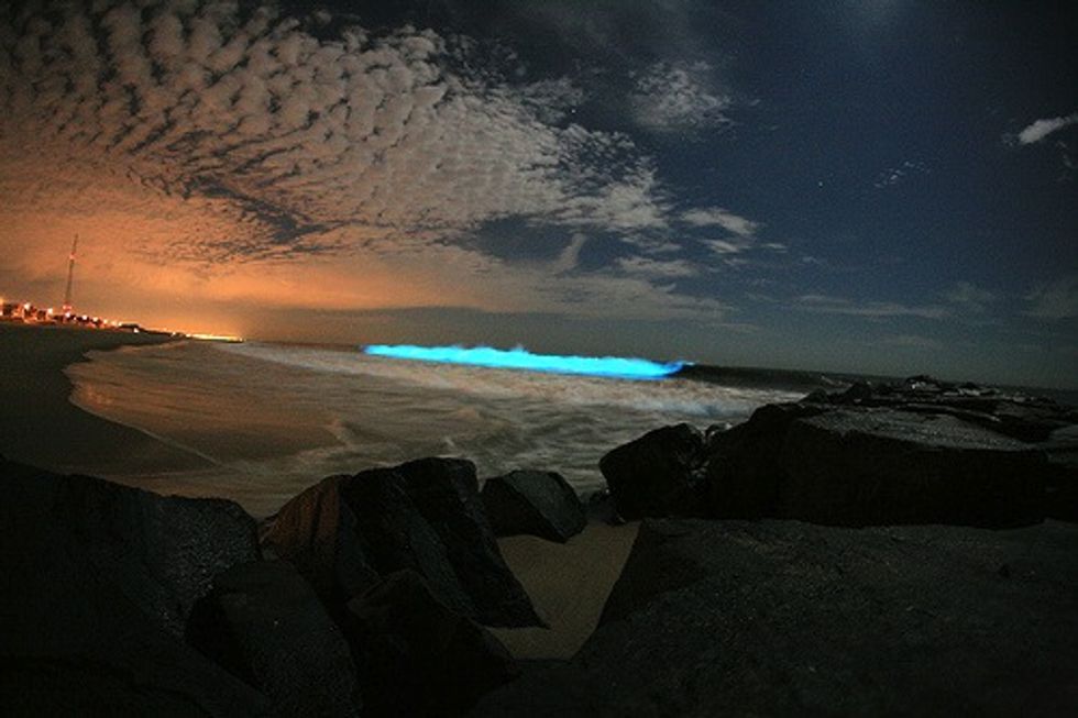 5 Examples of Bioluminescence in Nature EcoWatch