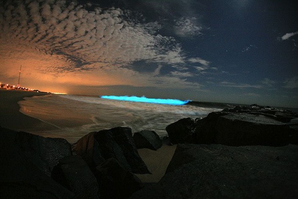 5 Examples of Bioluminescence in Nature - EcoWatch