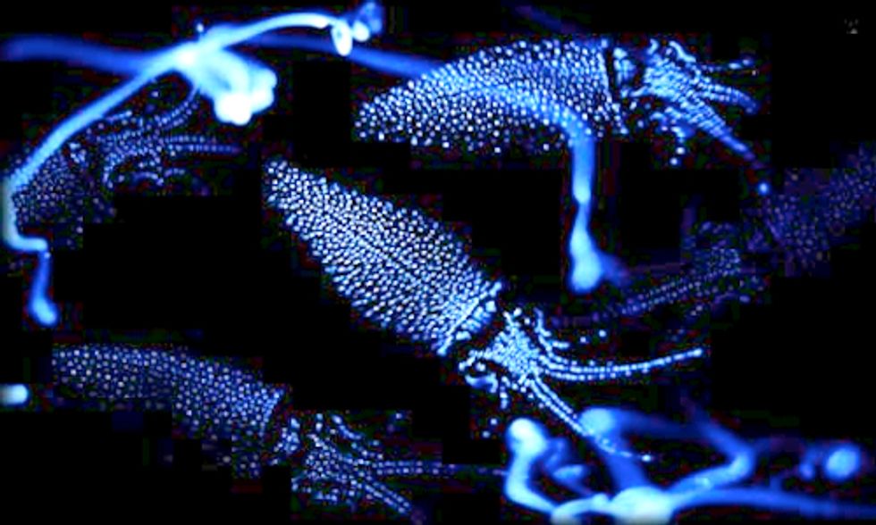 5 Examples of Bioluminescence in Nature