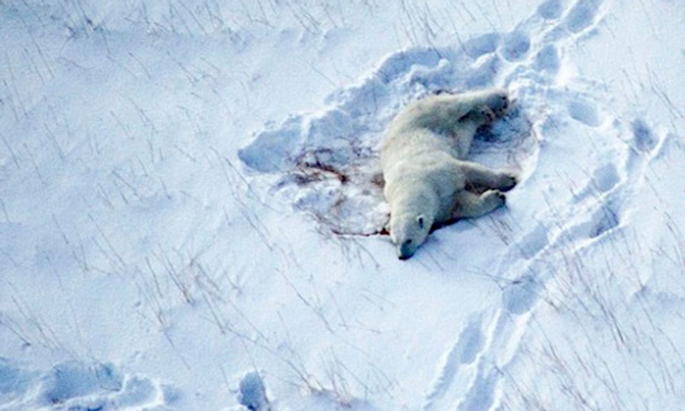 Polar Bears in Peril From Climate Change and Hunting