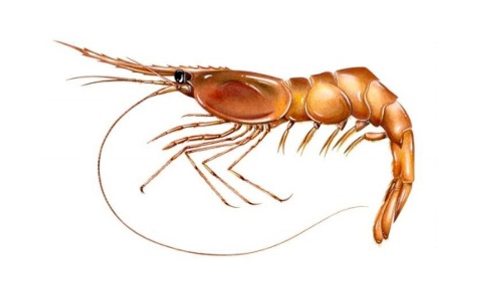 Shrimp Fishing Banned in Gulf of Maine Due to Ocean Warming