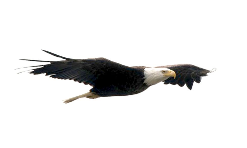 Feds Extend Permits to 30 Years for Wind Farms for Accidental Eagle Kills