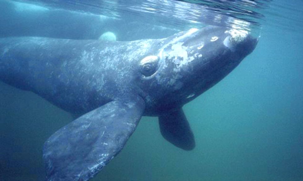 Whales Desert Historic Feeding Grounds—Is Climate Change to Blame?