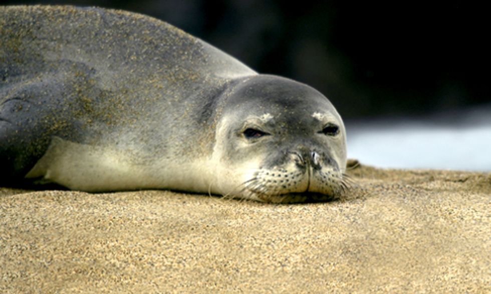 Rising Sea Levels Threaten 233 Endangered Species
