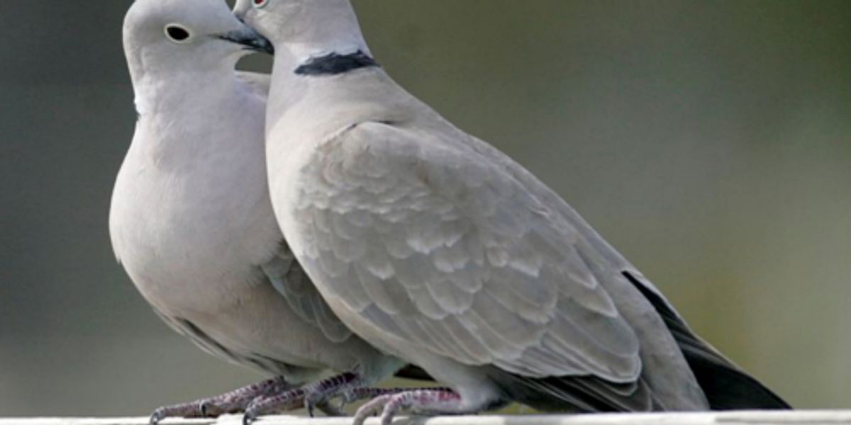Pesticides To Blame For Uk S Declining Turtle Dove Population Ecowatch