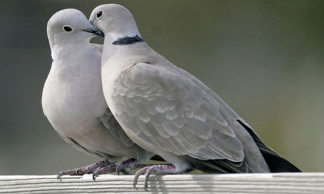 Pesticides To Blame For Uk S Declining Turtle Dove Population Ecowatch
