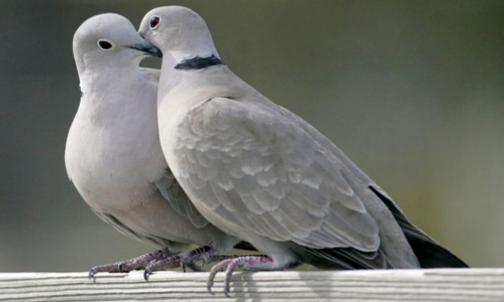 Pesticides to Blame for UK's Declining Turtle Dove Population