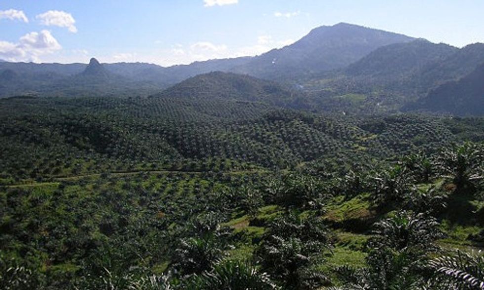 Palm Oil Giant Wilmar Promises to End Forest Destruction