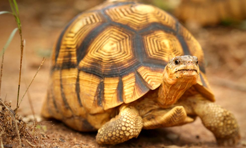 Conservationists Resort to Drastic Measure to Protect World's Rarest Tortoise From Poachers