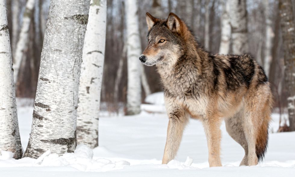 Americans Speak Out Against Stripping Federal Protections From Wolves