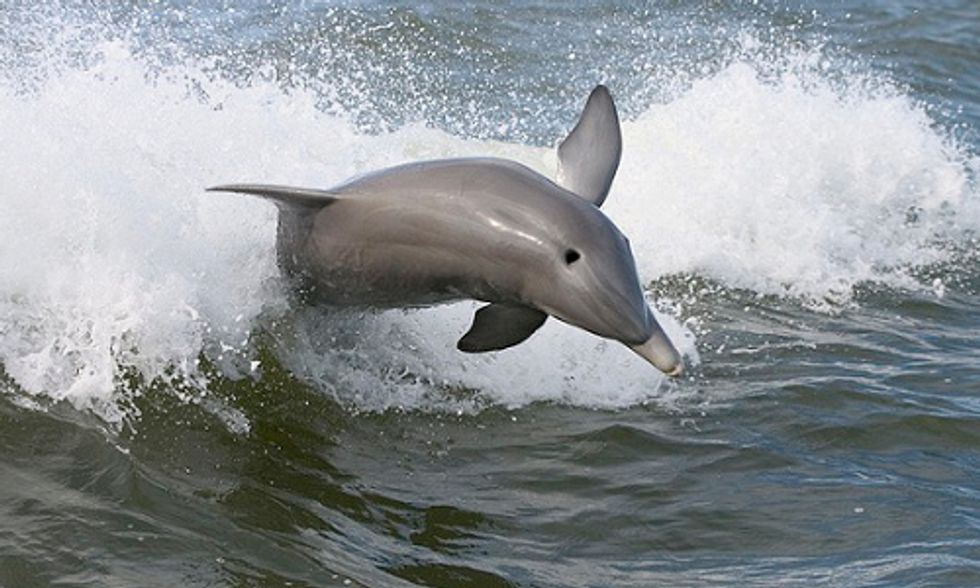 Dolphins Suffering From Lung Disease Due to BP Gulf Oil Spill