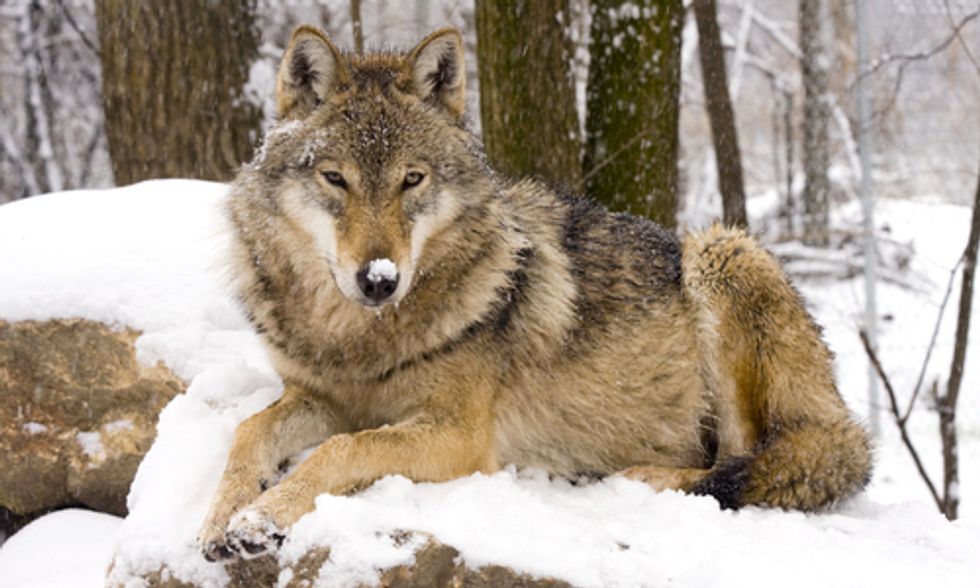 Wolf Killing Contest Disguised as Holiday Family Fun in Idaho