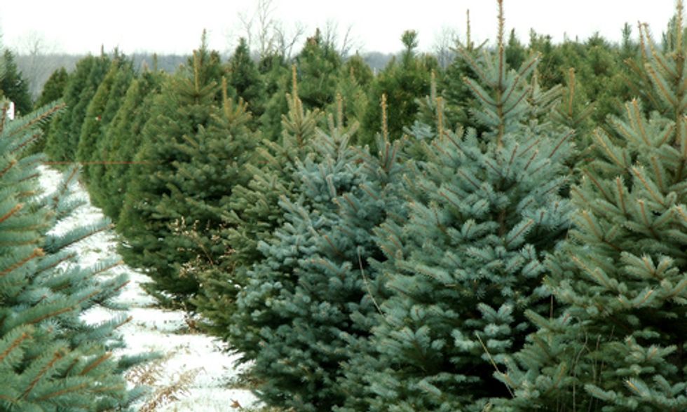 How Climate Change Threatens Christmas Trees